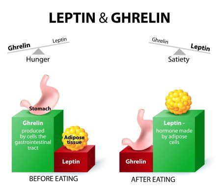 Ghrelin And Leptin Hormones