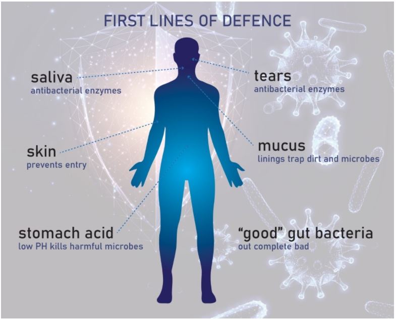 The Gut Microbiome and the Immune System